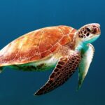 Exploring the Subnautica Aurora: A Deep Dive Adventure