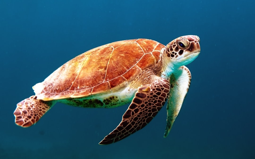 Exploring the Subnautica Aurora: A Deep Dive Adventure